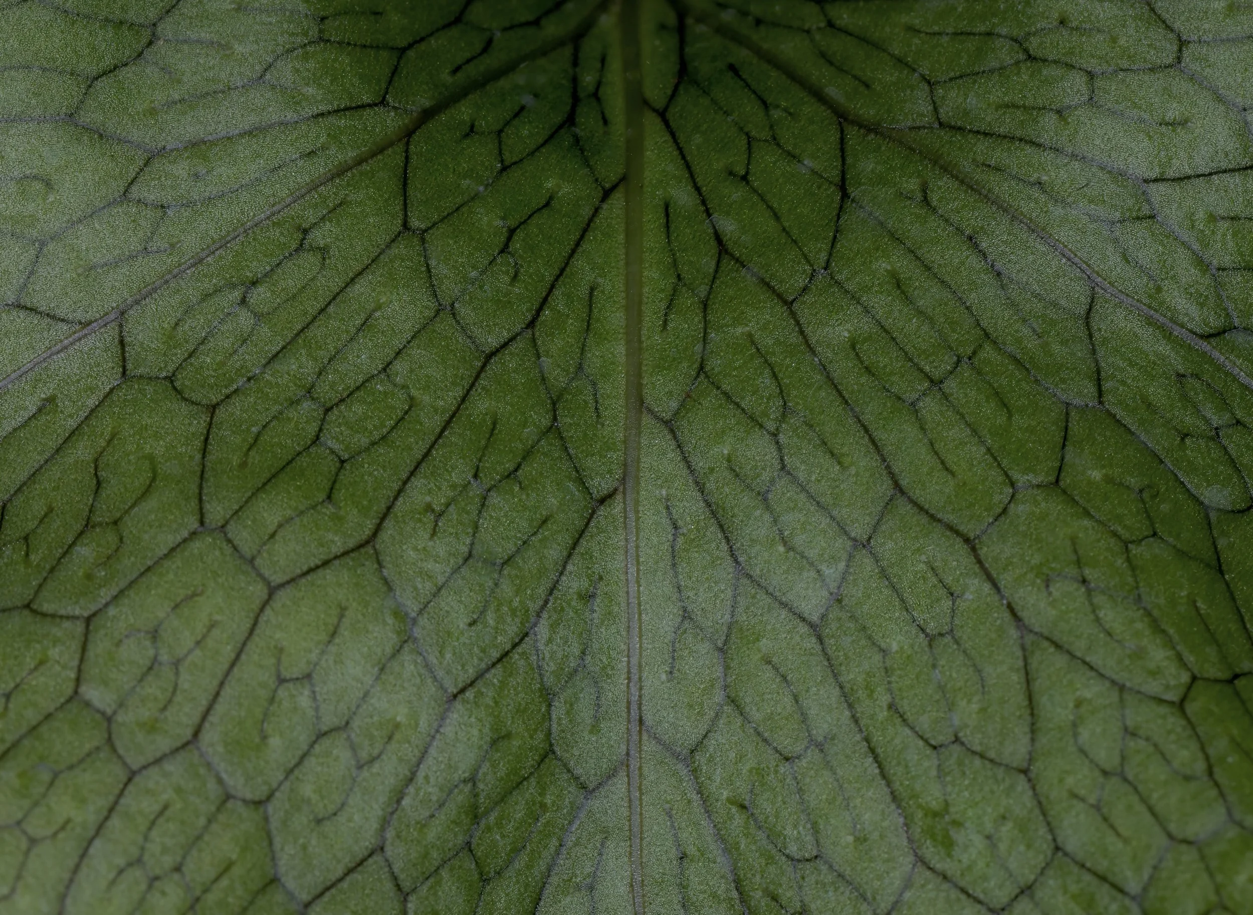 The Laua'e (Microsorum spectrum): the ecology, systematics, and